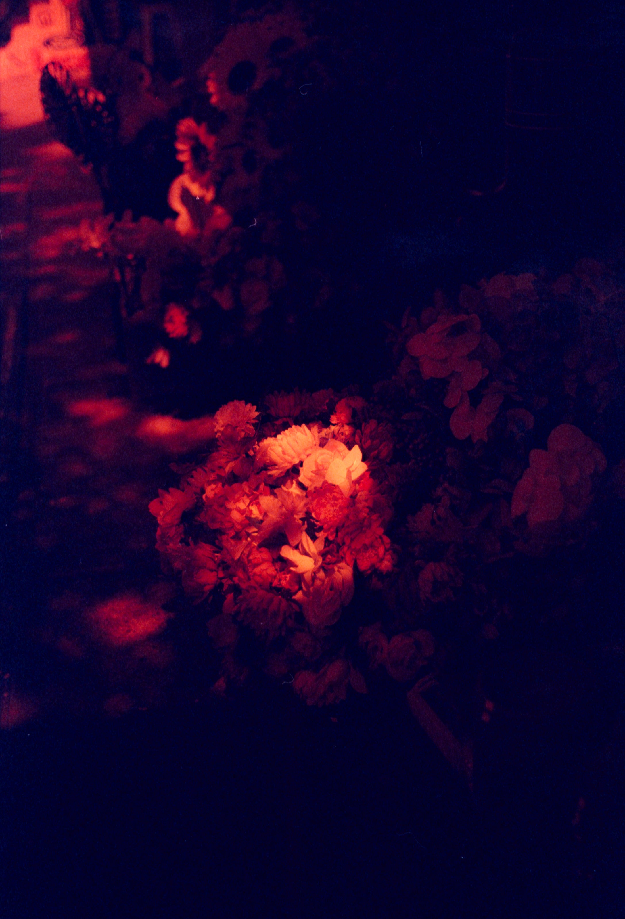 RedRum 500T | Redscale Motion Picture Film