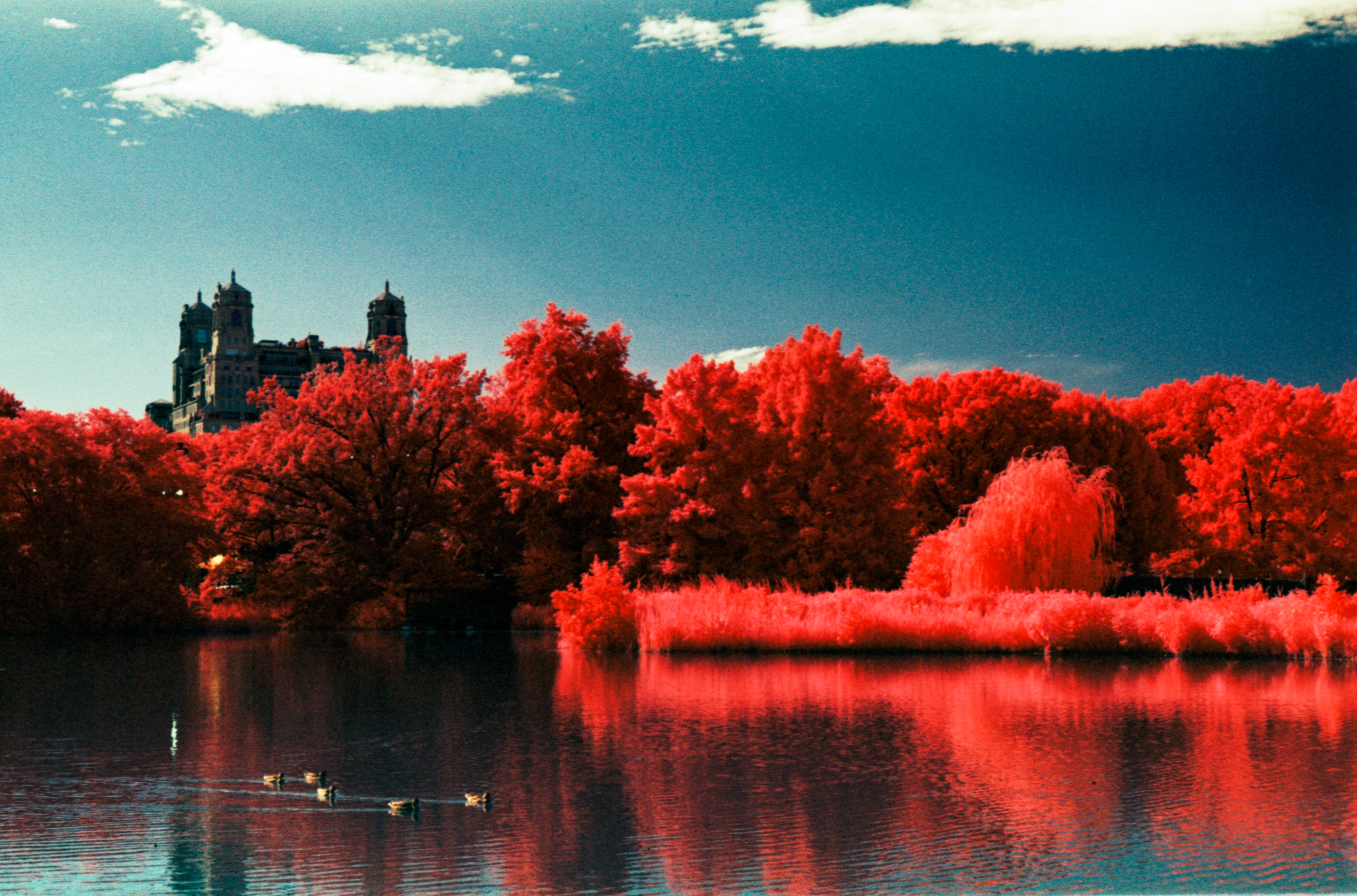 Aerochrome II Infrared | Vintage Infrared Film
