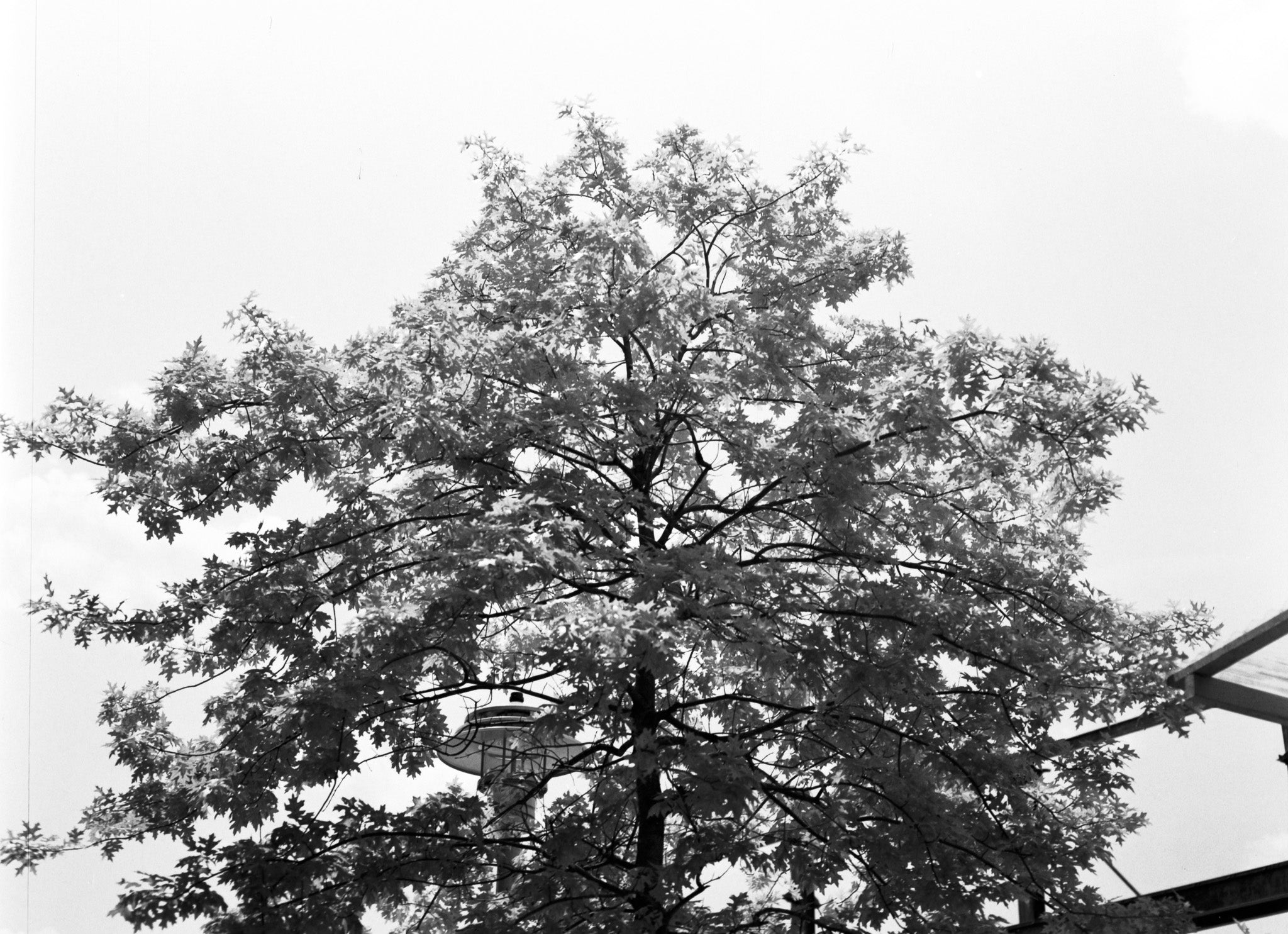 Agfa Aviphot Pan 200 Infrared  | Infrared Black & White Film