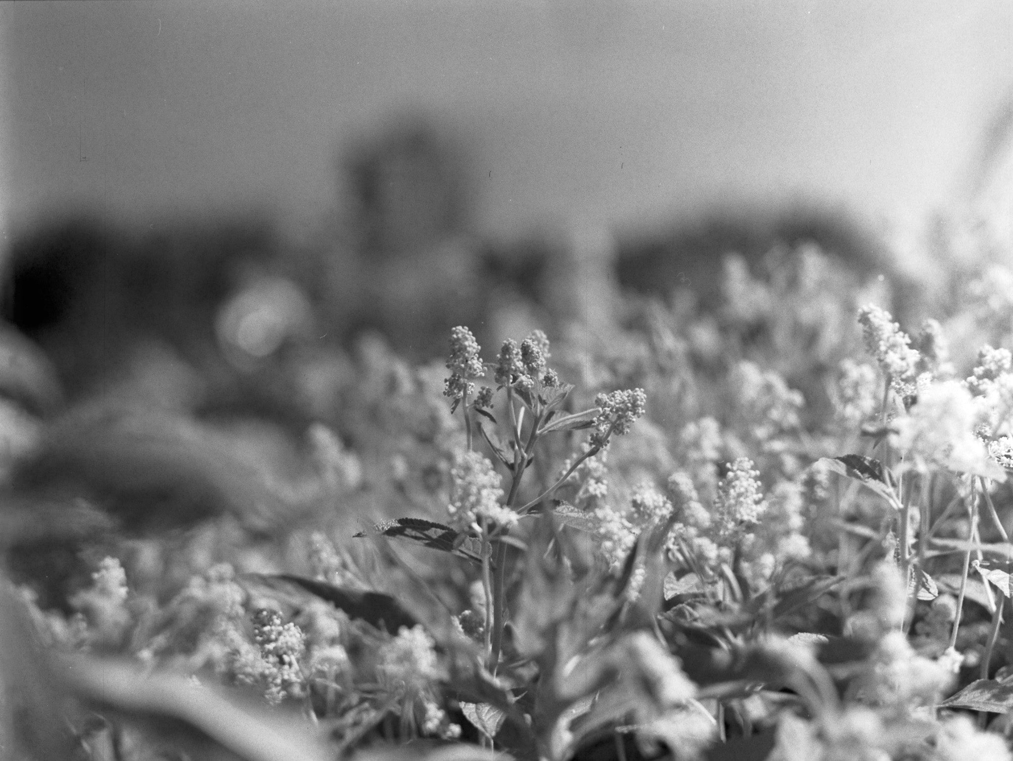 Agfa Aviphot Pan 200 Infrared  | Infrared Black & White Film