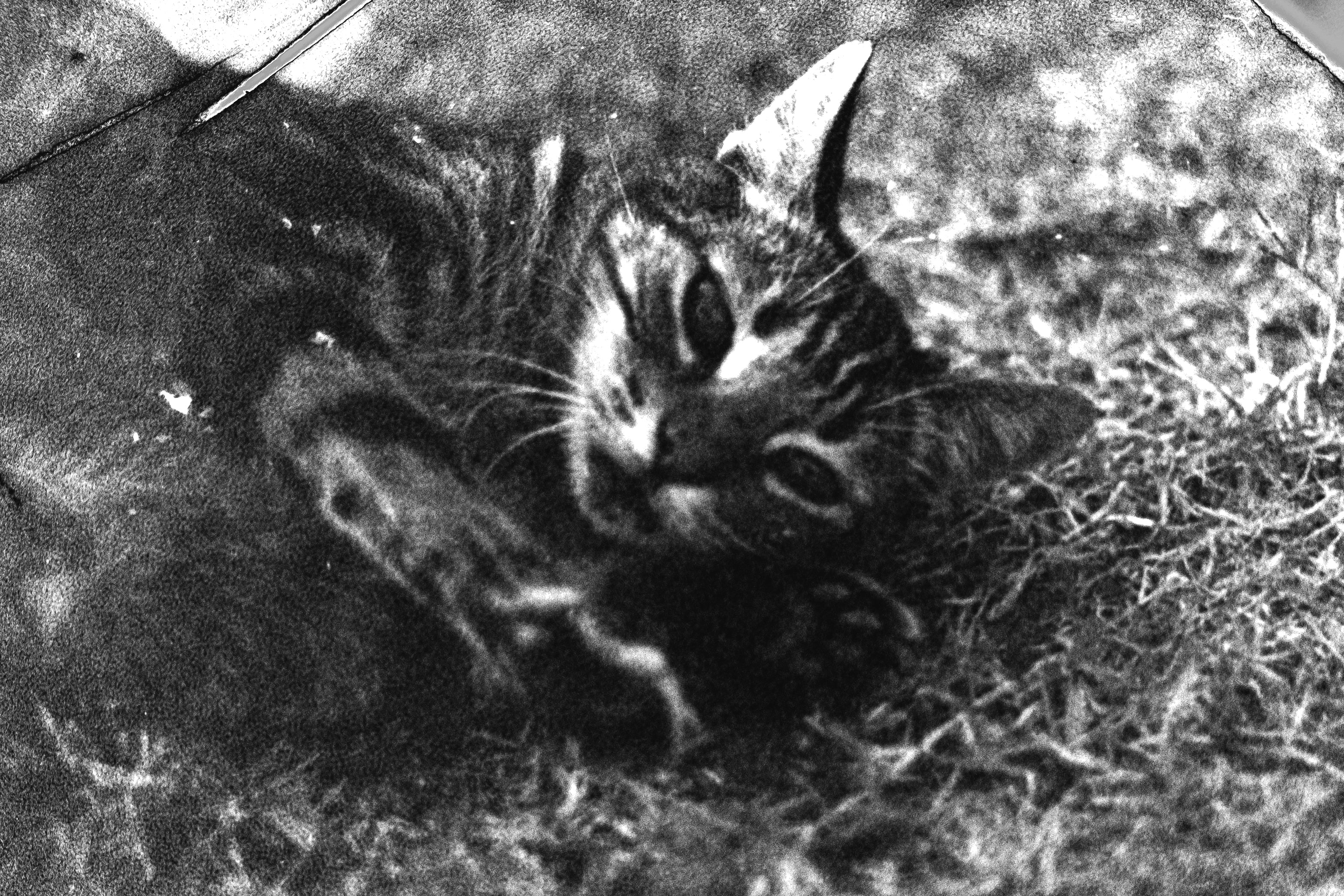 Grain Digger | B&W Negative