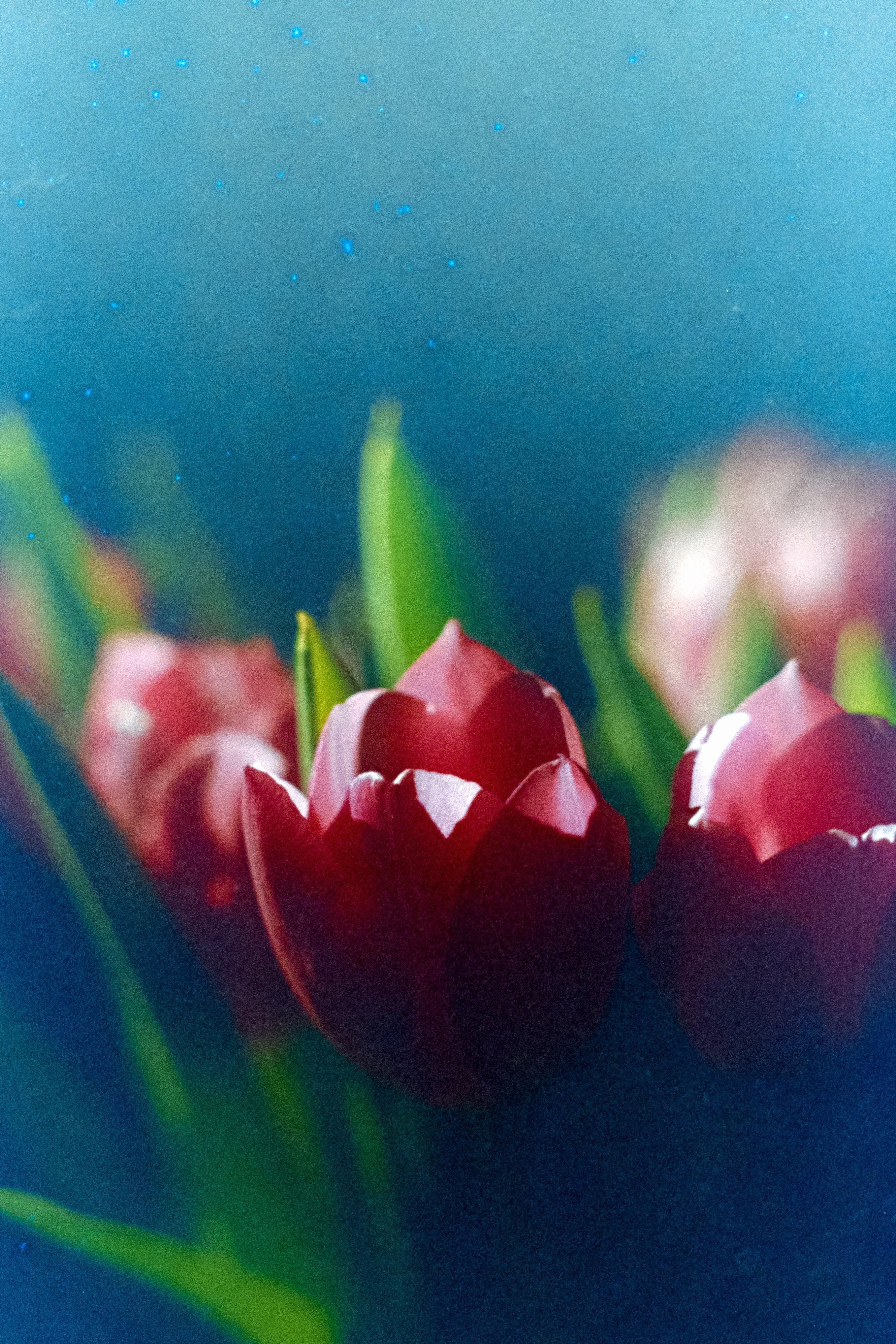 Perutz Primera 100  | Vintage Color Negative Film - (12 Exp)