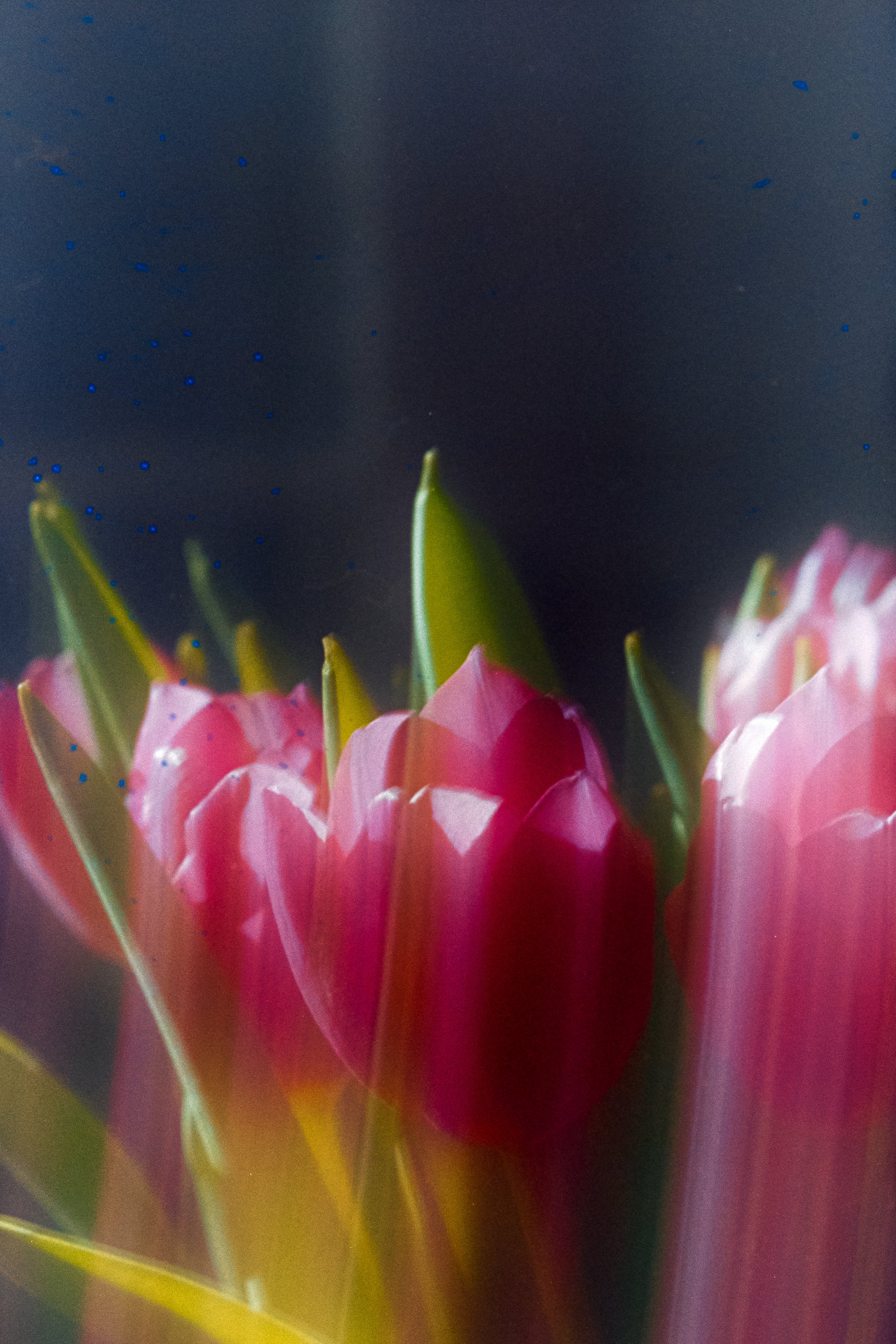 Perutz Primera 100  | Vintage Color Negative Film - (12 Exp)