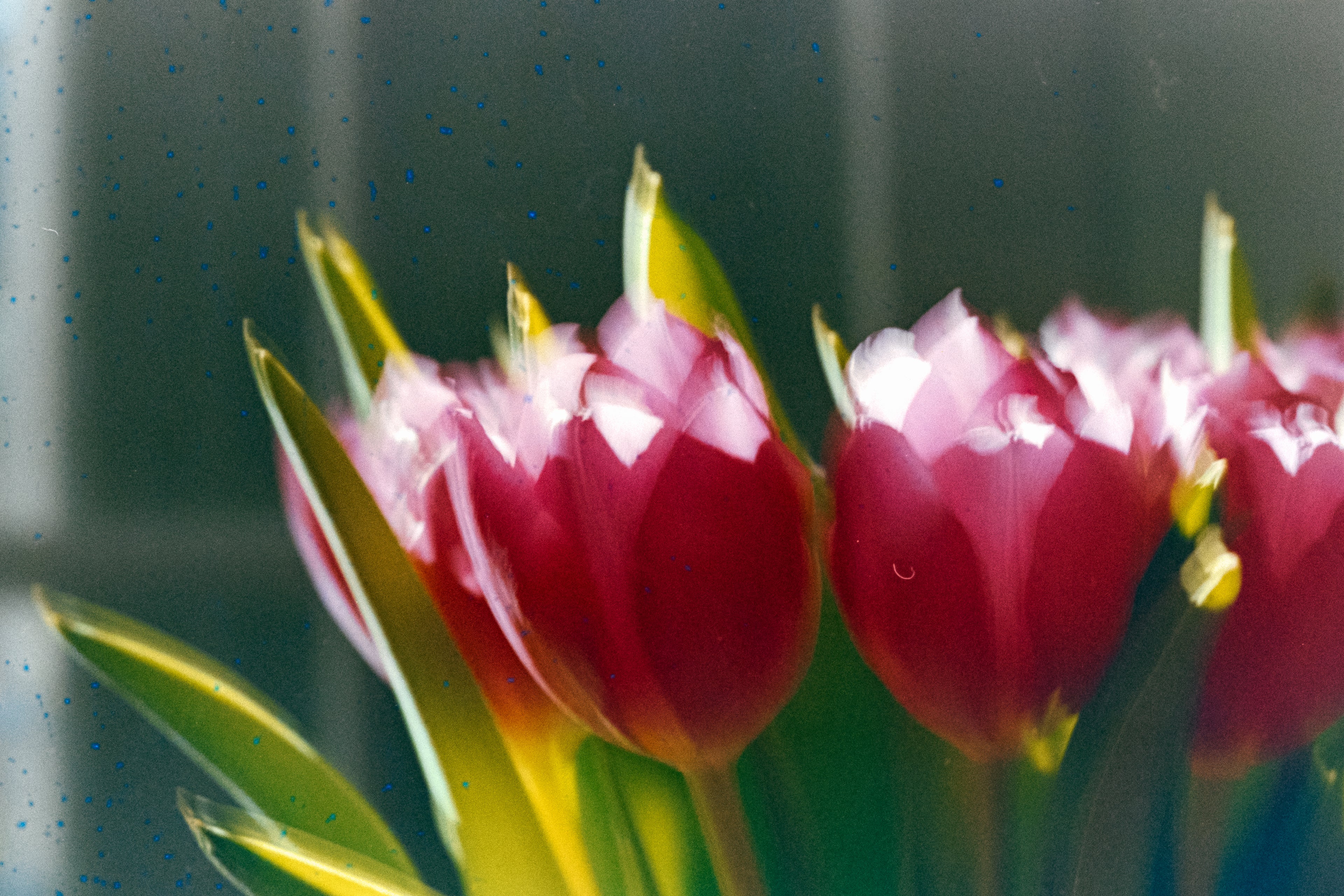 Perutz Primera 100  | Vintage Color Negative Film - (12 Exp)