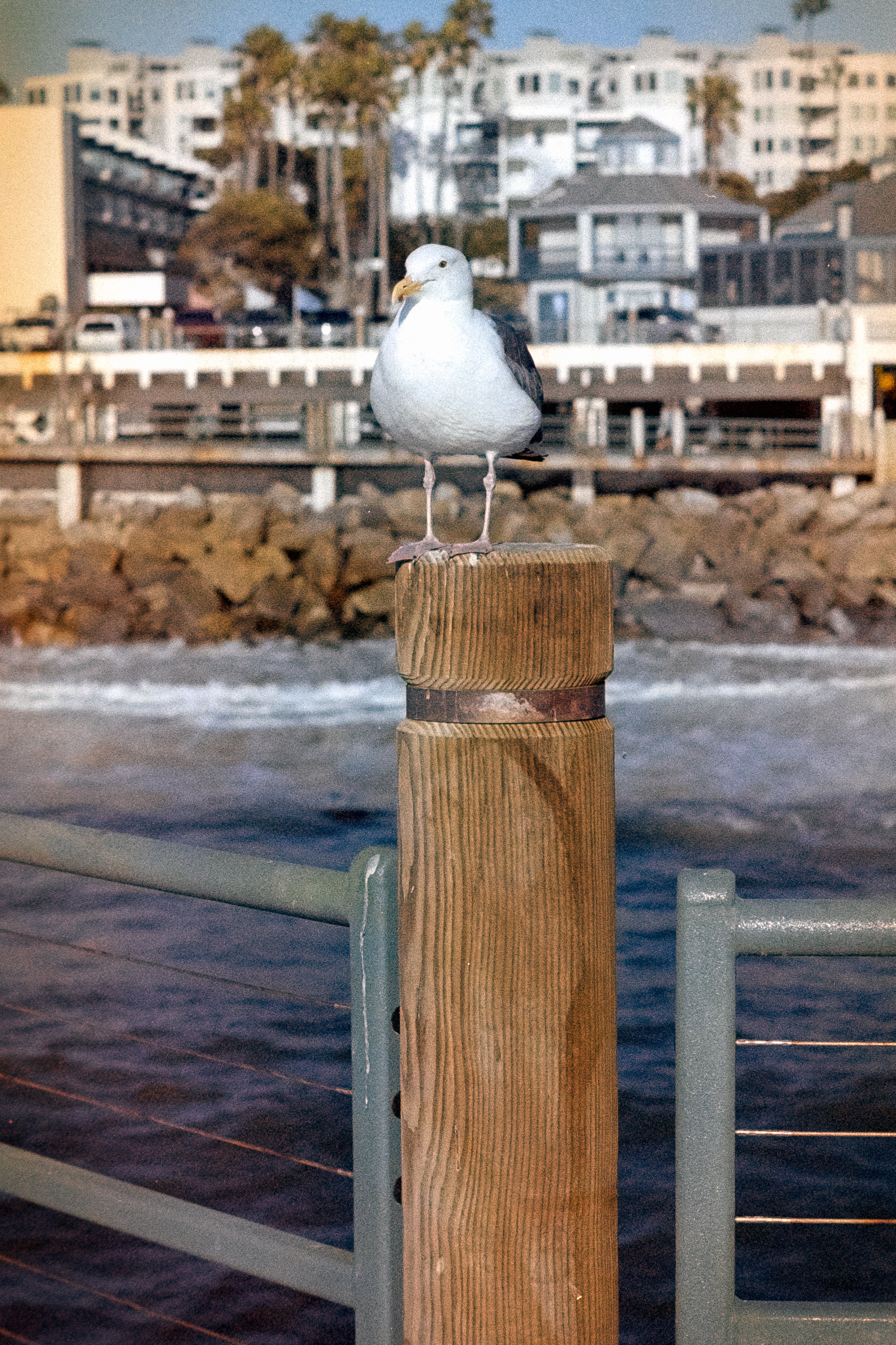 Fujicolor Press 800 - 2001 | Vintage Color Film