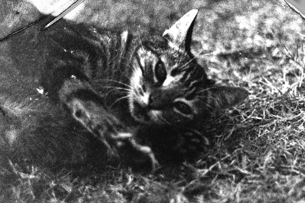 Grain Digger | B&W Negative